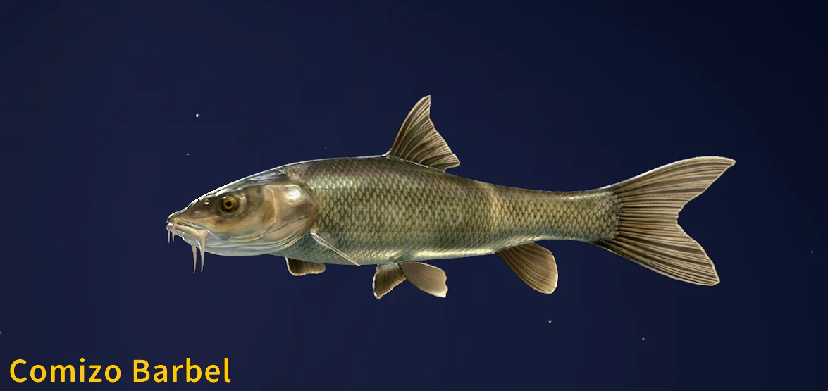 Comizo Barbel: Spains Giant Freshwater Fish and Its Unique Features