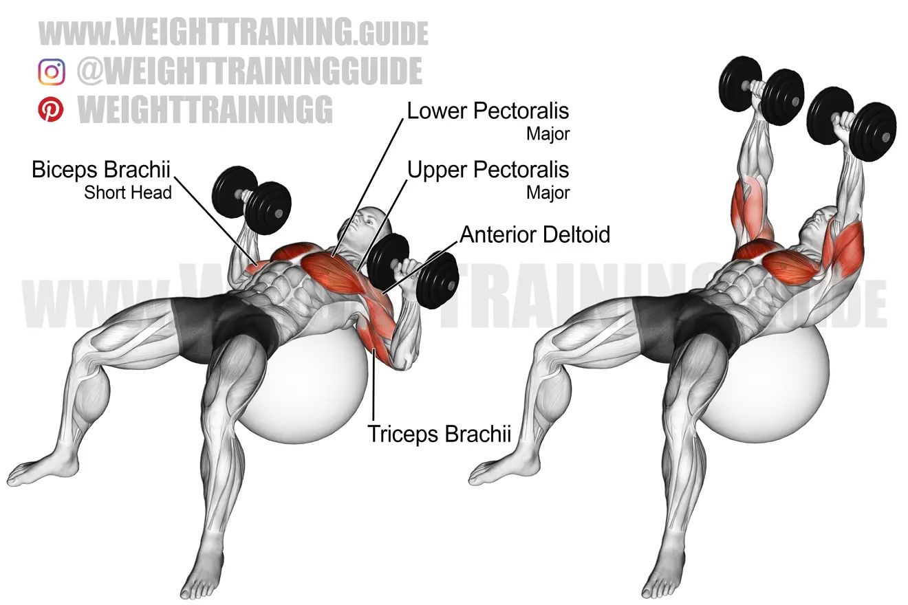 How to Perform Stability Ball Dumbbell Chest Press for Maximum Chest Activation